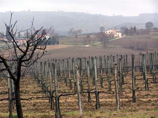 Bevagna - vineyards
