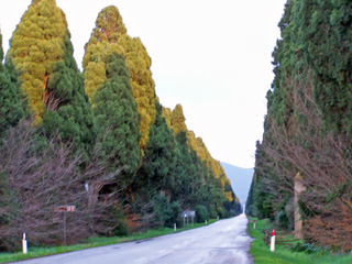 Magnificent cypress trees line the road to Bolgheri.