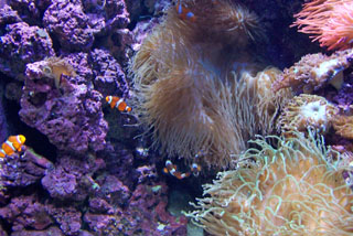 Startling beauty of plant species, Oceanario, Lisbon, Portugal's aquarium.